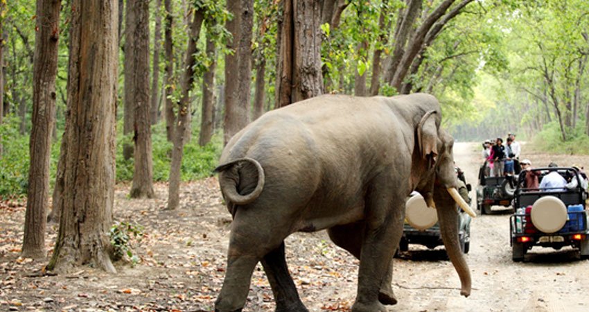 Jim Corbett with Nainital Tour